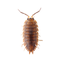 Bed Bug Treatment