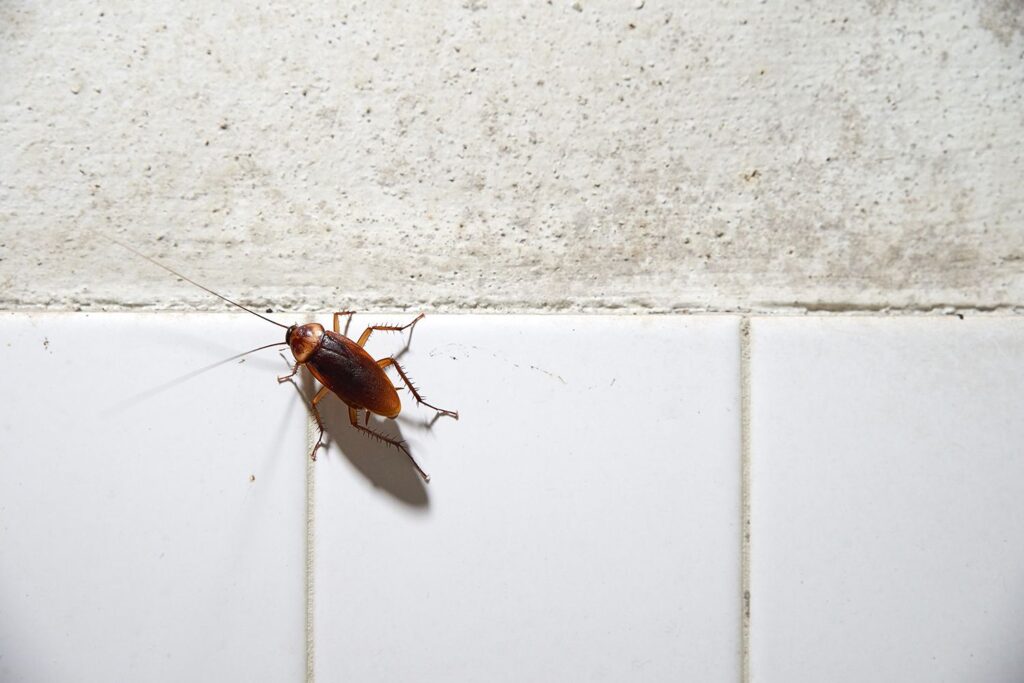 Rapido Pest Control UK